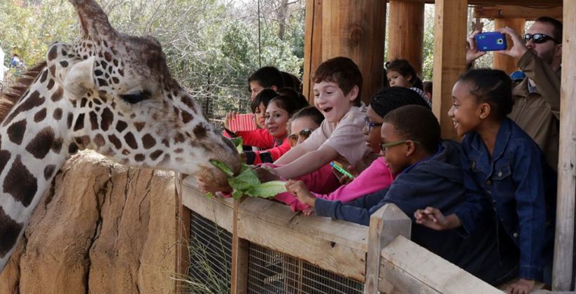 Feeding-giraffes